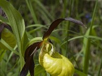 Cypripedium calceolus 44, Vrouwenschoentje, Saxifraga-Jan van der Straaten