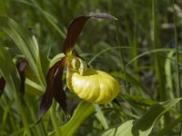 Cypripedium calceolus 45, Vrouwenschoentje, Saxifraga-Jan van der Straaten