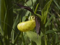 Cypripedium calceolus 46, Vrouwenschoentje, Saxifraga-Jan van der Straaten