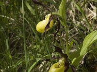 Cypripedium calceolus 47, Vrouwenschoentje, Saxifraga-Jan van der Straaten