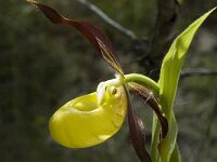 Cypripedium calceolus 48, Vrouwenschoentje, Saxifraga-Jan van der Straaten