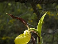 Cypripedium calceolus 49, Vrouwenschoentje, Saxifraga-Jan van der Straaten