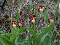 Cypripedium calceolus 5, Vrouwenschoentje, Saxifraga-Willem van Kruijsbergen