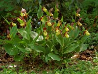 Cypripedium calceolus 50, Vrouwenschoentje, Saxifraga-Willem van Kruijsbergen
