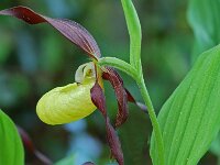 Cypripedium calceolus 51, Vrouwenschoentje, Saxifraga-Willem van Kruijsbergen