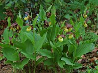 Cypripedium calceolus 52, Vrouwenschoentje, Saxifraga-Willem van Kruijsbergen