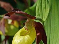 Cypripedium calceolus 53, Vrouwenschoentje, Saxifraga-Willem van Kruijsbergen