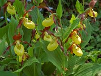 Cypripedium calceolus 54, Vrouwenschoentje, Saxifraga-Willem van Kruijsbergen