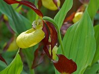 Cypripedium calceolus 55, Vrouwenschoentje, Saxifraga-Willem van Kruijsbergen