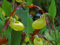 Cypripedium calceolus 56, Vrouwenschoentje, Saxifraga-Willem van Kruijsbergen