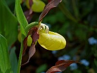 Cypripedium calceolus 57, Vrouwenschoentje, Saxifraga-Willem van Kruijsbergen