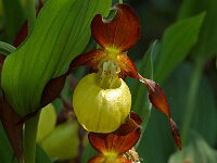 Cypripedium calceolus 58, Vrouwenschoentje, Saxifraga-Willem van Kruijsbergen