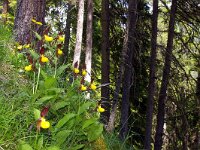 Cypripedium calceolus 59, Vrouwenschoentje, Foto Fitis-Sytske Dijksen