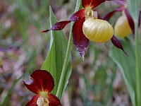 Cypripedium calceolus 6, Vrouwenschoentje, Saxifraga-Willem van Kruijsbergen