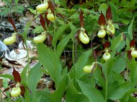 Cypripedium calceolus 60, Vrouwenschoentje, Saxifraga-Jan van der Straaten