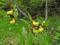 Cypripedium calceolus 61, Vrouwenschoentje, Saxifraga-Hans Dekker