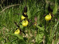 Cypripedium calceolus 62, Vrouwenschoentje, Saxifraga-Hans Dekker