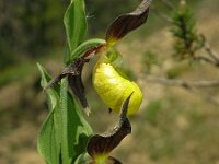 Cypripedium calceolus 63, Vrouwenschoentje, Saxifraga-Hans Dekker