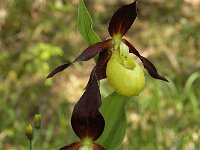 Cypripedium calceolus 64, Vrouwenschoentje, Saxifraga-Hans Dekker