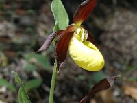 Cypripedium calceolus 65, Vrouwenschoentje, Saxifraga-Jan van der Straaten