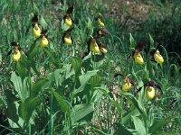Cypripedium calceolus 66, Vrouwenschoentje, Saxifraga-Jan van der Straaten