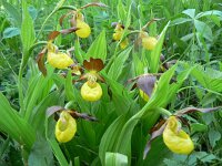 Cypripedium calceolus 67, Vrouwenschoentje, Saxifraga-Jan Willem Jongepier