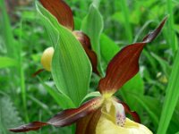 Cypripedium calceolus 68, Vrouwenschoentje, Saxifraga-Jan Willem Jongepier
