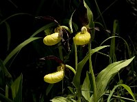 Cypripedium calceolus 69, Vrouwenschoentje, Saxifraga-Jan van der Straaten