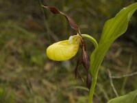 Cypripedium calceolus 7, Vrouwenschoentje, Saxifraga-Marijke Verhagen