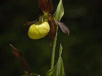 Cypripedium calceolus 70, Vrouwenschoentje, Saxifraga-Jan van der Straaten