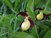 Cypripedium calceolus 71, Vrouwenschoentje, Saxifraga-Jeroen Willemsen