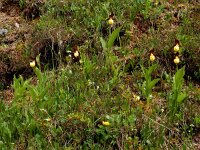Cypripedium calceolus 72, Vrouwenschoentje, Saxifraga-Ed Stikvoort