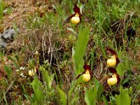 Cypripedium calceolus 73, Vrouwenschoentje, Saxifraga-Ed Stikvoort