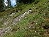 Cypripedium calceolus 74, Vrouwenschoentje, Saxifraga-Ed Stikvoort