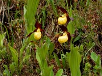 Cypripedium calceolus 75, Vrouwenschoentje, Saxifraga-Ed Stikvoort