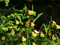 Cypripedium calceolus 76, Vrouwenschoentje, Saxifraga-Dirk Hilbers
