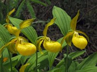 Cypripedium calceolus 77, Vrouwenschoentje, Saxifraga-Hans Dekker