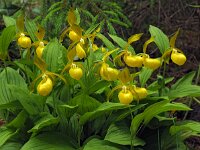 Cypripedium calceolus 78, Vrouwenschoentje, Saxifraga-Hans Dekker