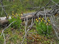 Cypripedium calceolus 79, Vrouwenschoentje, Saxifraga-Hans Dekker
