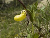 Cypripedium calceolus 8, Vrouwenschoentje, Saxifraga-Jan van der Straaten