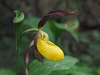 Cypripedium calceolus 80, Vrouwenschoentje, Saxifraga-Hans Dekker