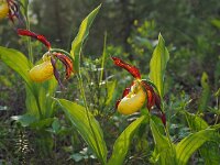 Cypripedium calceolus 81, Vrouwenschoentje, Saxifraga-Hans Dekker