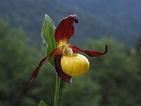 Cypripedium calceolus 82, Vrouwenschoentje, Saxifraga-Hans Dekker