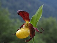 Cypripedium calceolus 83, Vrouwenschoentje, Saxifraga-Hans Dekker