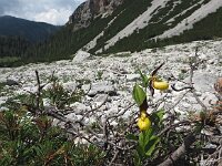 Cypripedium calceolus 84, Vrouwenschoentje, Saxifraga-Hans Dekker