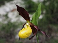 Cypripedium calceolus 85, Vrouwenschoentje, Saxifraga-Hans Dekker