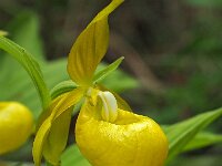 Cypripedium calceolus 86, Vrouwenschoentje, Saxifraga-Hans Dekker