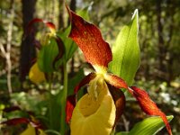 Cypripedium calceolus 87, Vrouwenschoentje, Saxifraga-Ed Stikvoort