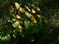Cypripedium calceolus 89, Vrouwenschoentje, Saxifraga-Ed Stikvoort