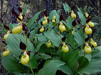 Cypripedium calceolus 90, Vrouwenschoentje, Saxifraga-Ed Stikvoort
